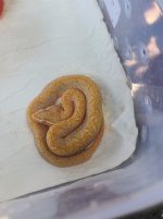 IMG_1036.jpeg