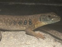 IMG_8044.jpeg