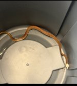 IMG_5185.jpeg