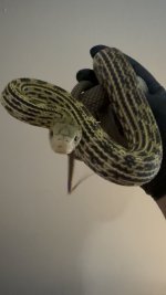 snake_resized.jpeg