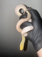 snake2_resized.jpeg