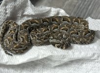 IMG_2389.jpeg