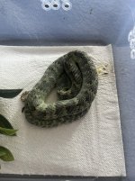 IMG_3416.jpeg