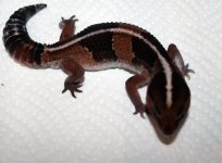 Geckos (5).jpg