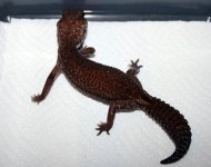 Geckos.jpg