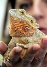 beardedDragon.jpg