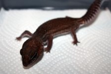 Geckos (1).jpg