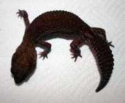 Geckos (2).jpg