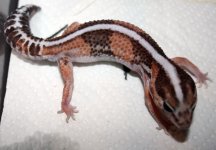 Geckos (6).jpg