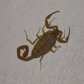 scorpion01slade.jpg