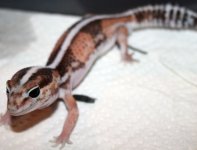 Geckos (7).jpg