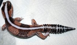 Geckos (8).jpg