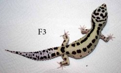 Geckos (11).jpg