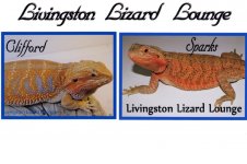 Bearded Dragons for sale Clifford x Sparks by Livingston Lizard Lounge.jpg