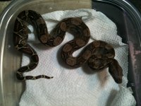 Picture 100.jpg