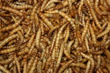 dried mealworms close up.jpg