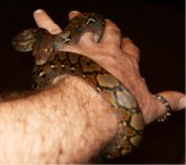 hetamelretic.jpg