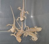 leucies5.jpg