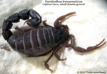 P.transvaalicus(f)G1.jpg