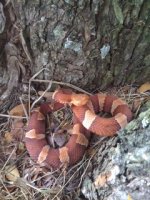 copperhead1.jpg