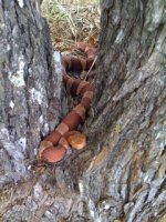 copperhead2.jpg