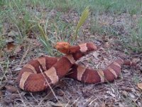 copperhead3.jpg