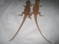 IMG_3373.jpg