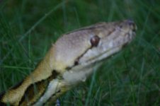 IMG_0229.jpg