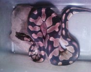 $40 ball python.JPG