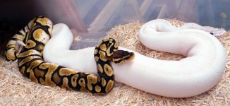 Pastel calico x Ivory 6.jpg