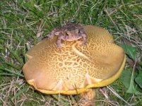 toadstool 2.JPG