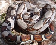 7`16`04-diamond-tail-side-l.jpg