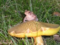 toadstool 3.JPG