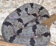 Peloncillo Adult.jpg
