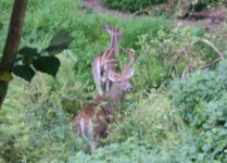 Deer1.jpg