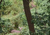 Deer2.jpg