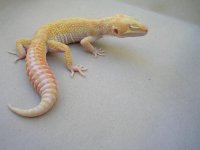 rpator and het first day we got them 002.jpg