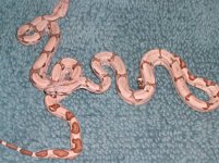hypo boas.jpg