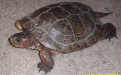 foundturtle.jpg