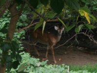 Deer3.jpg