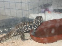 reptiles 001.jpg