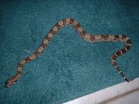 het albino male.jpg