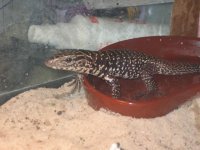 reptiles 005.jpg