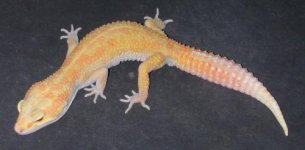 raptor046b.jpg