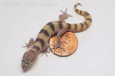 coleonyx3_small.JPG