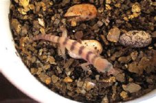 coleonyxhatch3_small.JPG