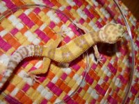 Dixie Reptile Show 019 sm.jpg