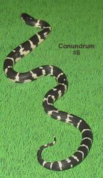 04conundrumc.jpg