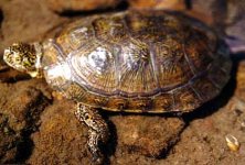 western pond turtle.jpg
