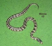 04minnieb.jpg